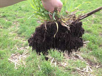 Root system produced by grass cover crops.