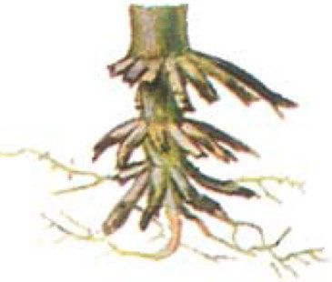 corn roots showing damage from rootworms