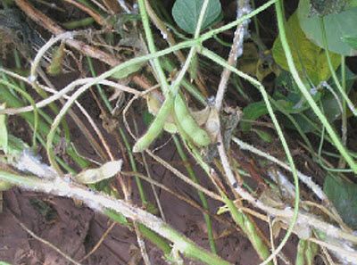 White mold on soybean plant