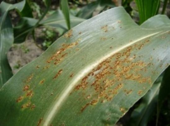 Common rust - corn leaf