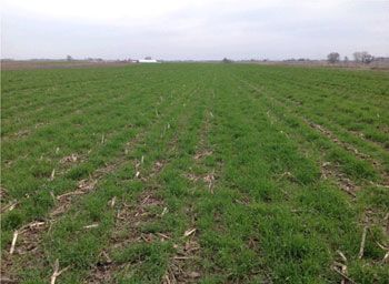 Cereal rye cover crop following corn stover harvest.