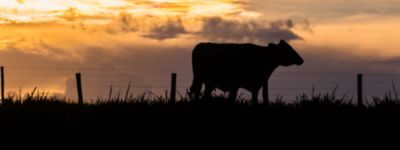 Saiba como escolher o gado de corte mais adequado à sua fazenda