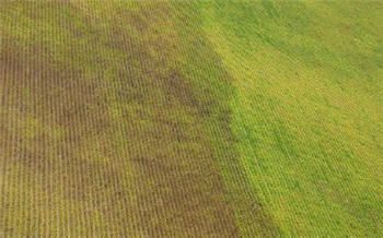 Comparing an unsprayed field vs sprayed field showing effect of soybean aphids and benefits of treatment.