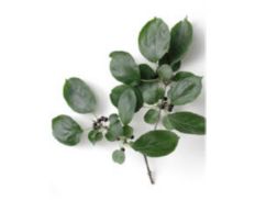 Buckthorn is a winter host for soybean aphids.