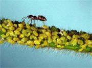 Soybean aphids colonizing stem of soybean plant.