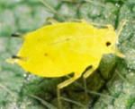 Identifying soybean aphid