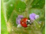 Abundance of lady beetles are often indicative of soybean aphid populations.