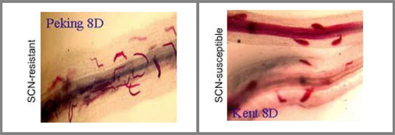 Disease development of Soybean Cyst Nematode in resistant variety (right) and susceptible variety (right) after 192 hours