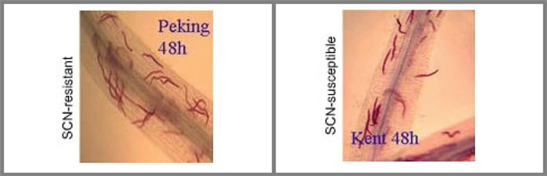 Disease development of Soybean Cyst Nematode in resistant variety (right) and susceptible variety (right) after 48 hours