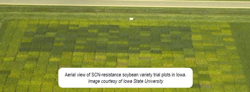 Aerial view of SCN-resistance soybean variety trial plots in Iowa.