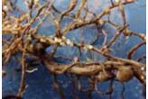 Photo: SCN cysts on soybean roots.
