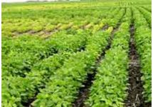 Photo: genetic differences between soybean varieties in research plot grown under SCN pressure.