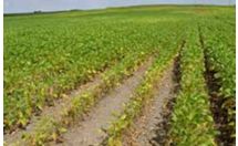 Photo: field showing a combination of symptoms from SCN and brown spot.