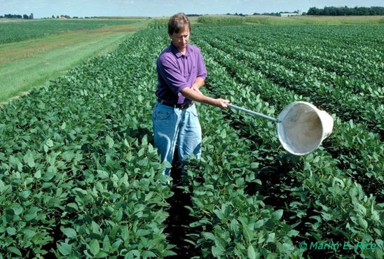 Scouting for bean leaf beetle