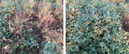 Soybeans treated with FST/IST and FST/IST + ILeVO fungicide at a research location  near Lawrence