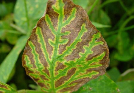 Soybean leaf showing classic symptoms of sudden death syndrome infection.