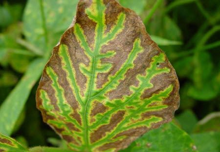 Soybean leaf showing classic symptoms of sudden death syndrome infection.