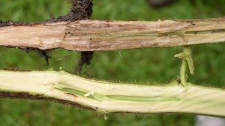 Split soybean stem on top shows stem symptoms of sudden death syndrome infection.