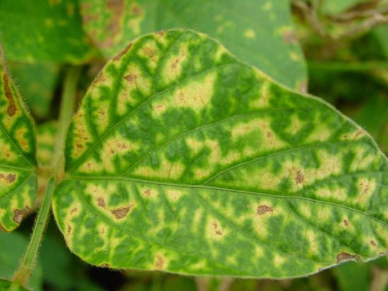 Very early symptoms of SDS development on soybean leaf.