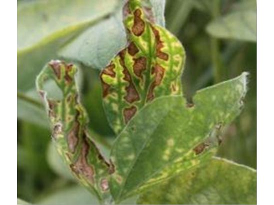 Sudden death syndrome (SDS) of soybeans.