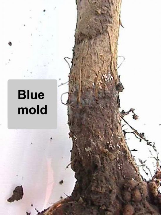 General discoloration of the outer cortex can extend several nodes into the stem.