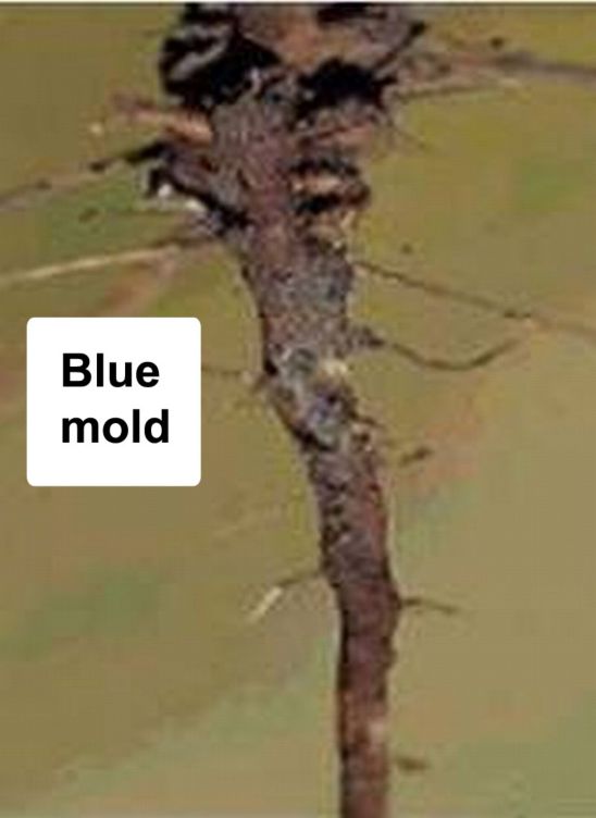 Root symptoms of SDS -- blue mold