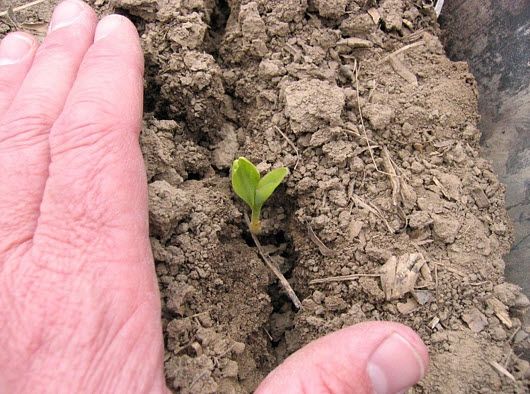 Closeup photo showing corn seedling at opening of seed furrow.