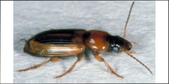 Photo: Seedcorn beetle