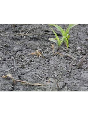 seedling-corn-plants-v2-disease-photo