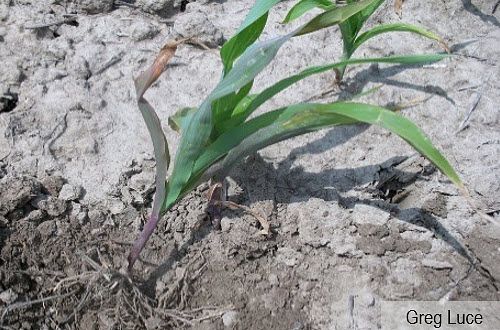 Photo of corn seedling showing the symptoms of wilting and deficiencies from grape colaspis.