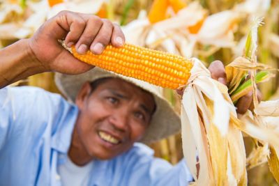 farmer checking the corn grains