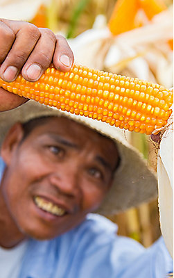 farmer-and-corn-cob