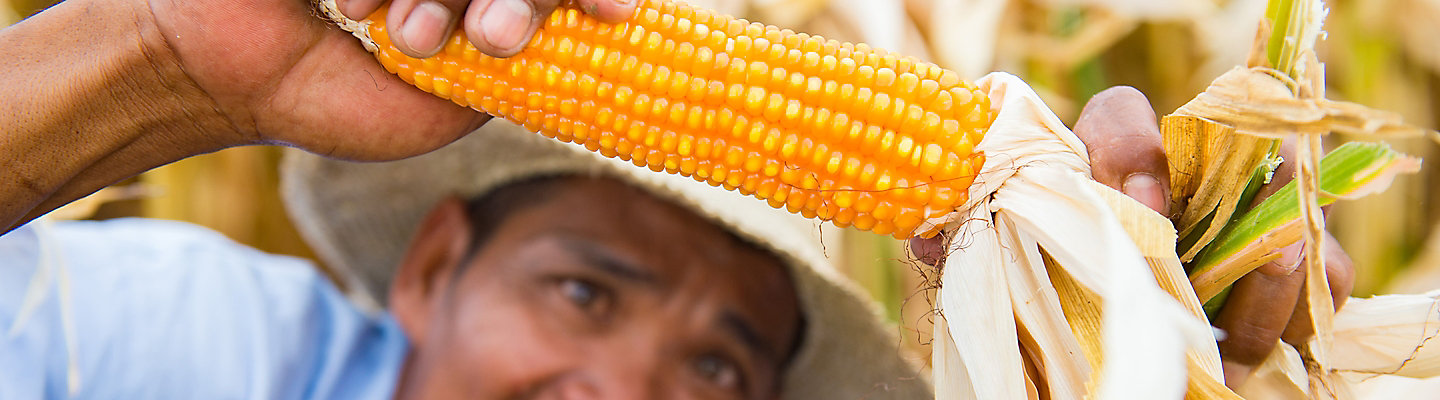 farmer-and-corn-cob