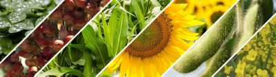 Semillas girasol, maíz, colza, alfalfa, sorgo, soja