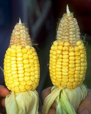 'Beer can' corn ears.