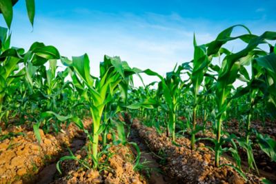 Maize crop