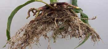 Stunted corn root development from planting in wet soil.