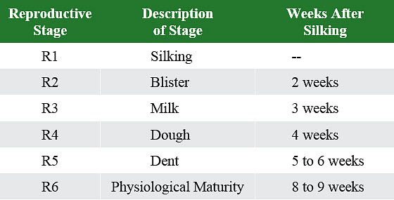 This is a table showing approximate time after corn silking to beginning of each reproductive growth stage.
