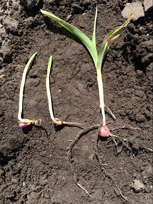 Photo showing corn seedlings slow to emerge next to a healthy seedling.