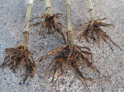 Photo showing slug damage to root systems of a hybrid with Bt corn rootworm protection, which does not protect against slug damage.