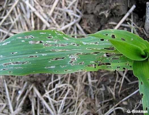 Photo showing leaf damage caused by juvenile slugs.