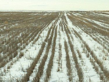 Snow trapped in sorghum field residue.