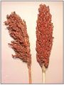 Healthy Grain Sorghum Plant