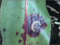 Zonate Leaf Spot in Grain Sorghum