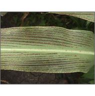 Leaf Stripe in Grain Sorghum