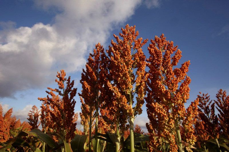 Grain Sorghum
