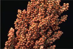 Grain Sorghum