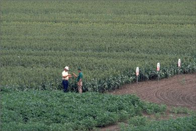 Sorghum research field.