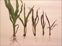 Seedling Blight - Grain Sorghum