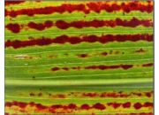 Sooty Stripe on Grain Sorghum Leaf - close view